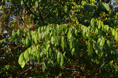 Archidendron monadelphum